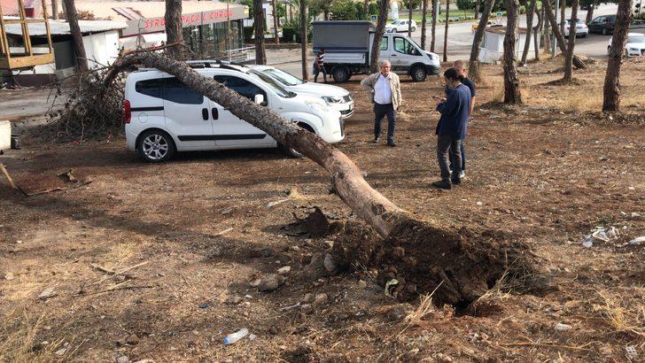 Adana'da park halindeki iki aracın üzerine ağaç devrildi G1