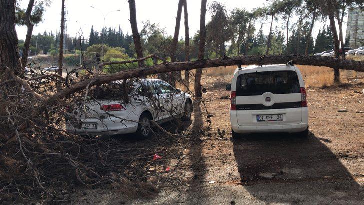 Adana'da park halindeki iki aracın üzerine ağaç devrildi G2