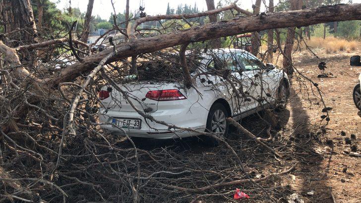 Adana'da park halindeki iki aracın üzerine ağaç devrildi G3