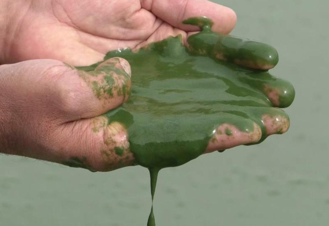 Kars Baraj G&ouml;l&uuml; yeşil renge b&uuml;r&uuml;nd&uuml;! Vatandaşlar tedirgin... Etrafa pis kokular yayıldı