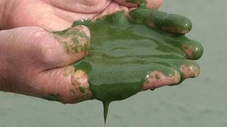 Kars Baraj Gölü yeşil renge büründü! Vatandaşlar tedirgin... Etrafa pis kokular yayıldı