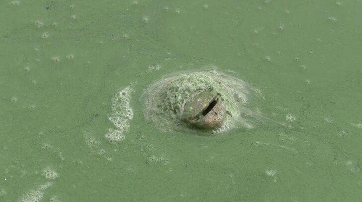 Kars Baraj Gölü yeşil renge büründü! Vatandaşlar tedirgin... Etrafa pis kokular yayıldı G1