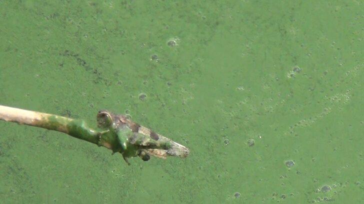 Kars Baraj Gölü yeşil renge büründü! Vatandaşlar tedirgin... Etrafa pis kokular yayıldı G2