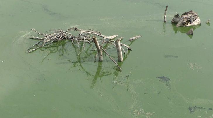 Kars Baraj Gölü yeşil renge büründü! Vatandaşlar tedirgin... Etrafa pis kokular yayıldı G4