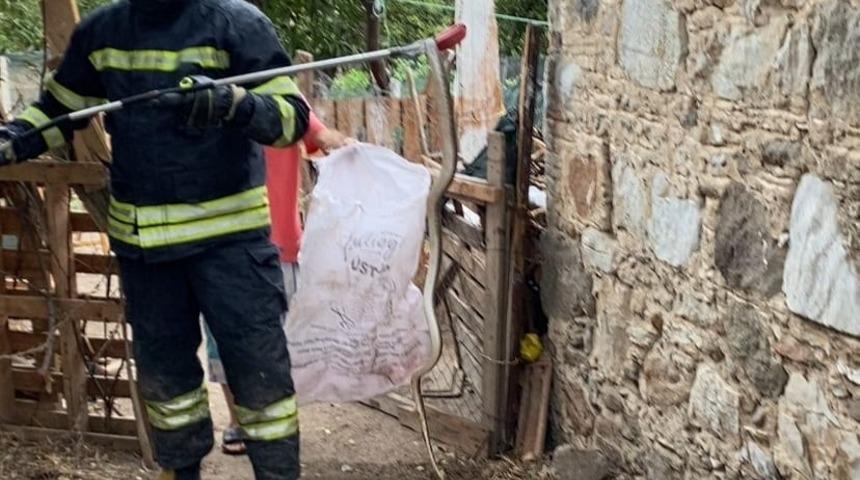 Bodrum'da depoya giren yılan itfaiye ekibince yakalandı