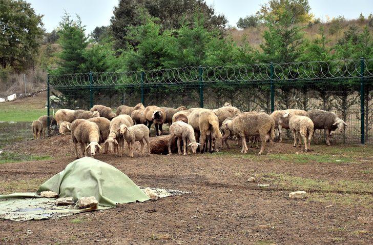 Bursa'da sahipsiz köpeklerin saldırdığı 41 küçükbaş hayvan telef oldu G2