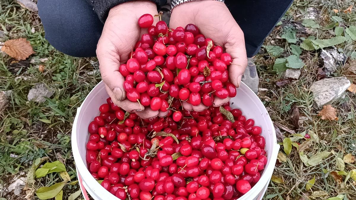 Bolu'da olgunlaşan alı&ccedil; ve kızılcıklar k&ouml;yl&uuml;lerce toplanıyor
