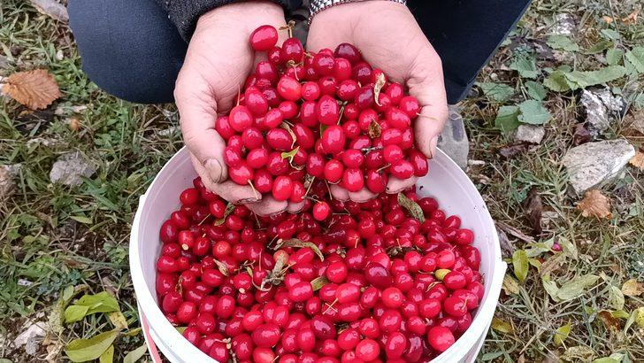 Bolu'da olgunlaşan alıç ve kızılcıklar köylülerce toplanıyor G1