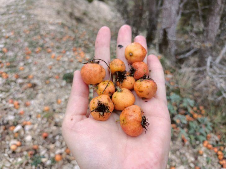 Bolu'da olgunlaşan alıç ve kızılcıklar köylülerce toplanıyor G2