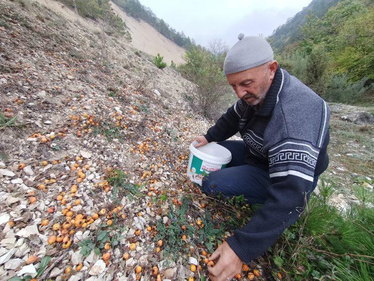 Bolu'da olgunlaşan alıç ve kızılcıklar köylülerce toplanıyor G3