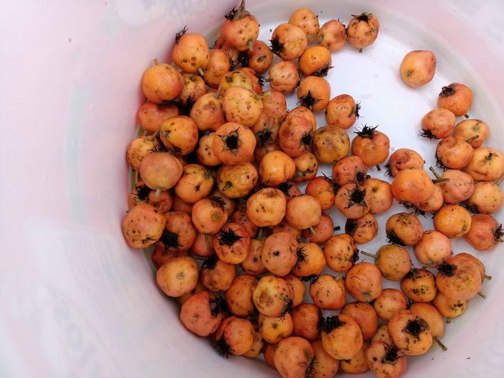 Bolu'da olgunlaşan alıç ve kızılcıklar köylülerce toplanıyor G4