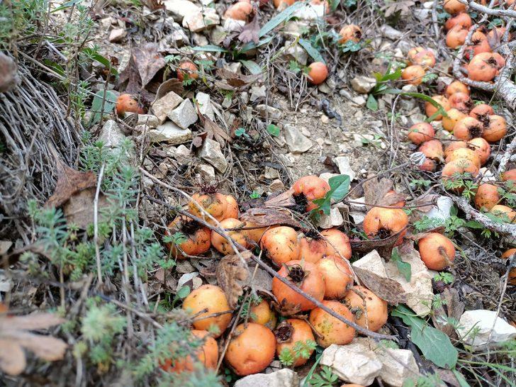 Bolu'da olgunlaşan alıç ve kızılcıklar köylülerce toplanıyor G5