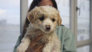 Evcil hayvan sahipleri dikkat! Son tarih 31 Aralık