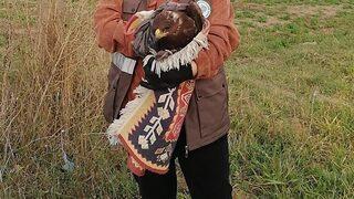 Bolu'da yaralı bulunan kızıl şahin tedavi altına alındı