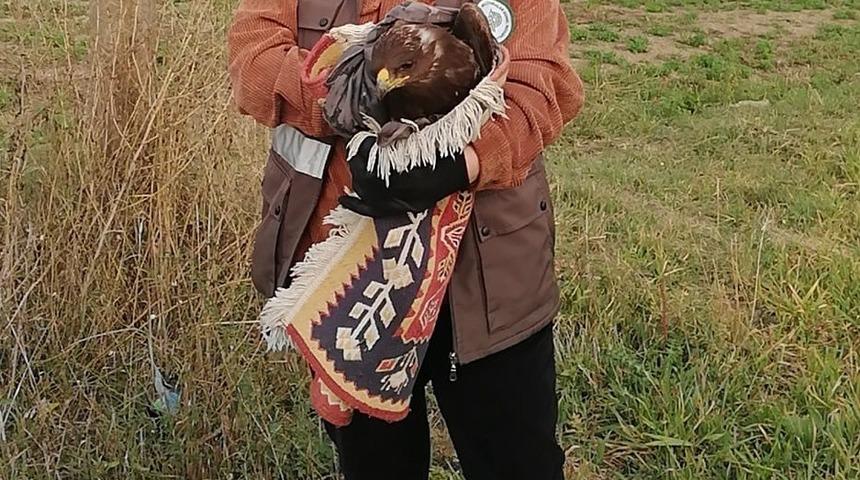 Bolu'da yaralı bulunan kızıl şahin tedavi altına alındı