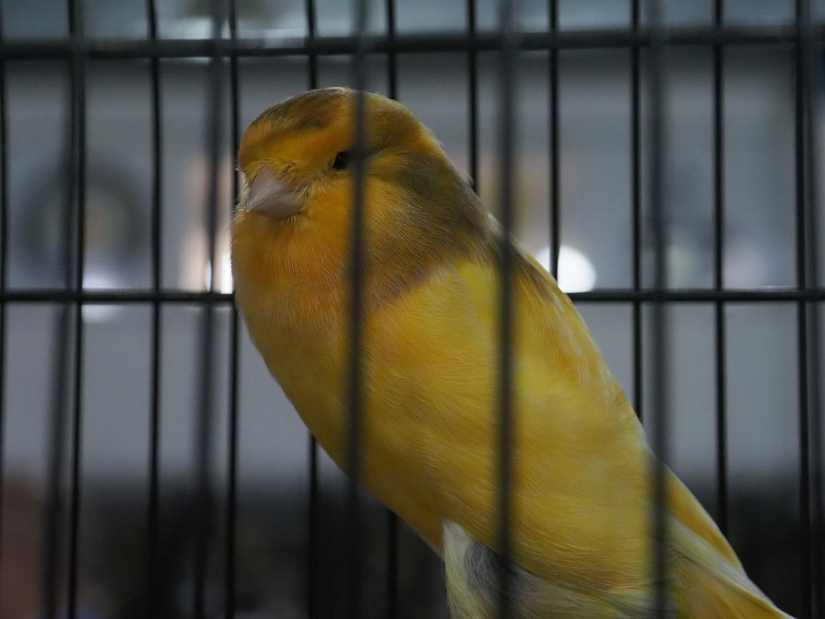 Balıkesir'de "Kanarya G&uuml;zellik Yarışması" yapıldı