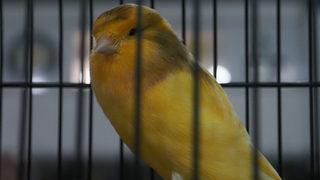 Balıkesir'de Kanarya Güzellik Yarışması yapıldı