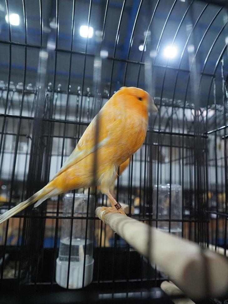 Balıkesir'de "Kanarya Güzellik Yarışması" yapıldı G2