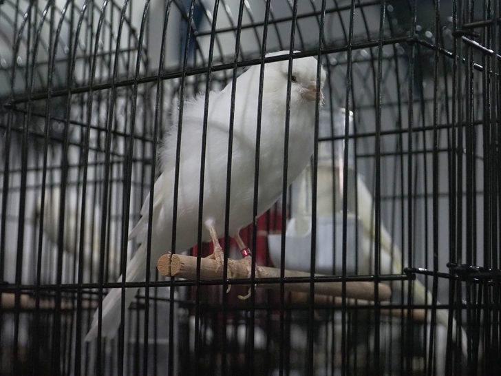 Balıkesir'de "Kanarya Güzellik Yarışması" yapıldı G3