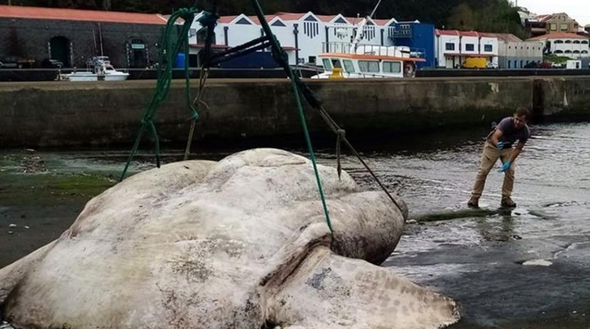 ''Dünyanın en tuhaf balığı!'' Üç tonluk devasa yaratık dünya rekoru kırdı