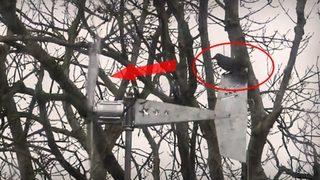 Öfkeli karga rüzgar türbinine saldırdı