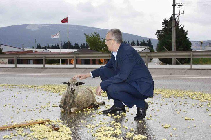 Bursa'da tırın çaptığı koyun tedavi altına alındı G1