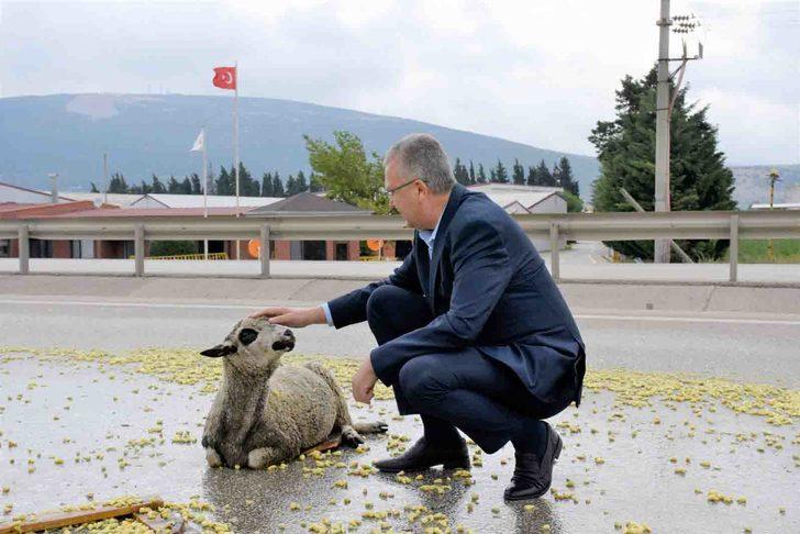 Bursa'da tırın çaptığı koyun tedavi altına alındı G2