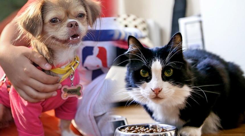 Evinde kedi ve köpek besleyenler dikkat! Bakanlık açıkladı, bunu yapmayana para cezası kesilecek