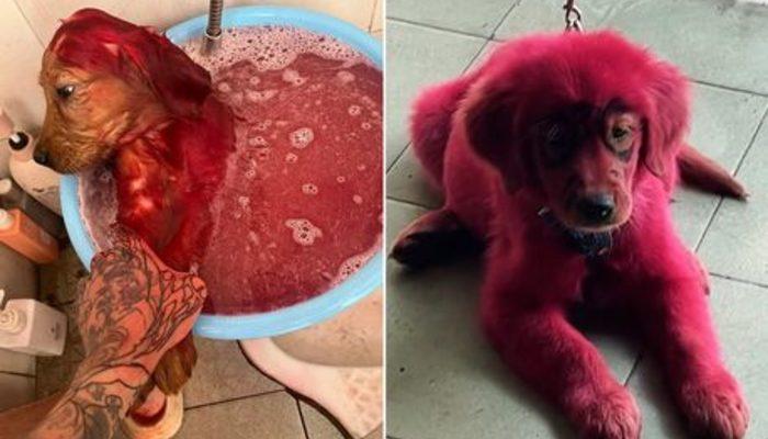 Sosyal medyadan tepki çeken görüntüler! Köpeğini bir leğenin içine koyup tüylerini kırmızıya boyadı
