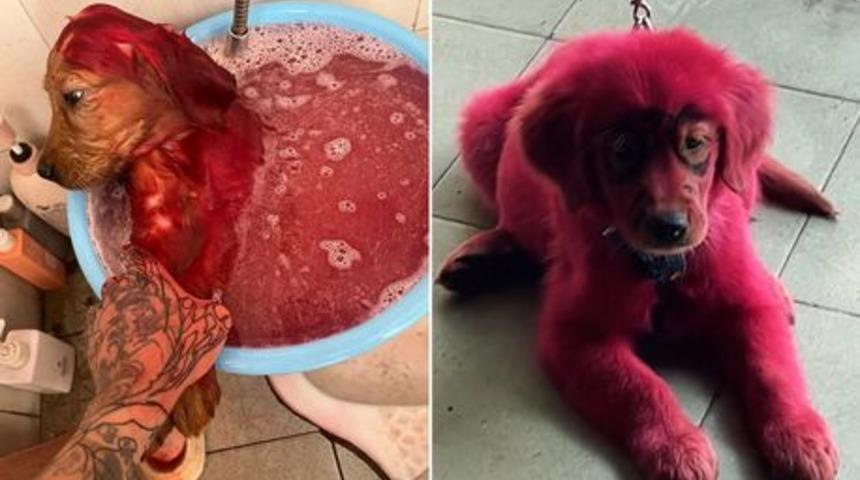 Sosyal medyadan tepki çeken görüntüler! Köpeğini bir leğenin içine koyup tüylerini kırmızıya boyadı