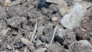 7 bin yıllık tarihi yerde heyecanlandıran gelişme! Çöplükte bulundu, 1600 yıllık