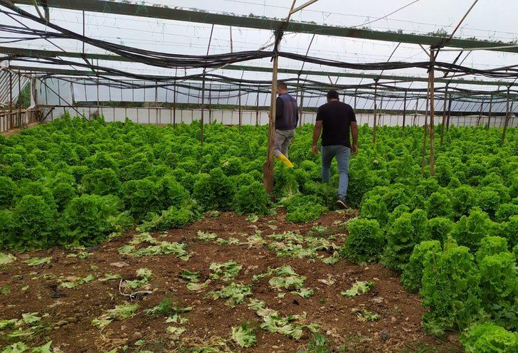 Antalya'da dolu ve fırtınadan etkilenen tarım alanlarında hasar tespiti yapılıyor G3