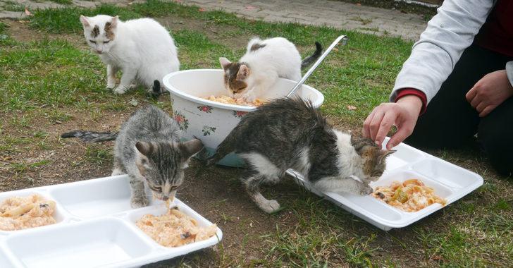 Özel eğitim öğrencileri artan yemeklerini sahipsiz kedilerle paylaşıyor G4