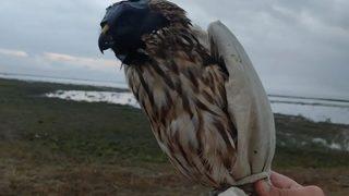 Konya'da canlı mühre ile şahin avlayan iki kişiye toplam 45 bin lira ceza kesildi