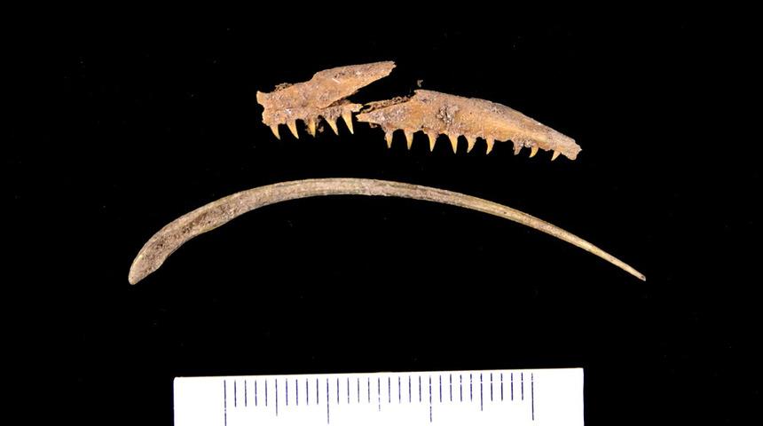 Assos Antik Kenti'nde heyecanlandıran keşif! Çöplükte bulundu: Tam 1600 yıllık