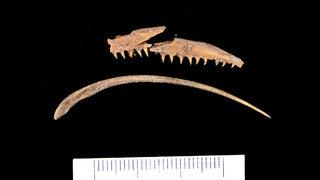 Assos Antik Kenti'nde heyecanlandıran keşif! Çöplükte bulundu: Tam 1600 yıllık