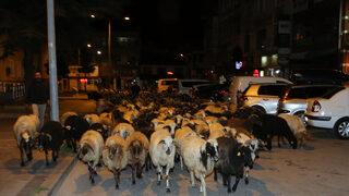 Tokat'ta koyun sürüsünün geçtiği caddede trafik durdu