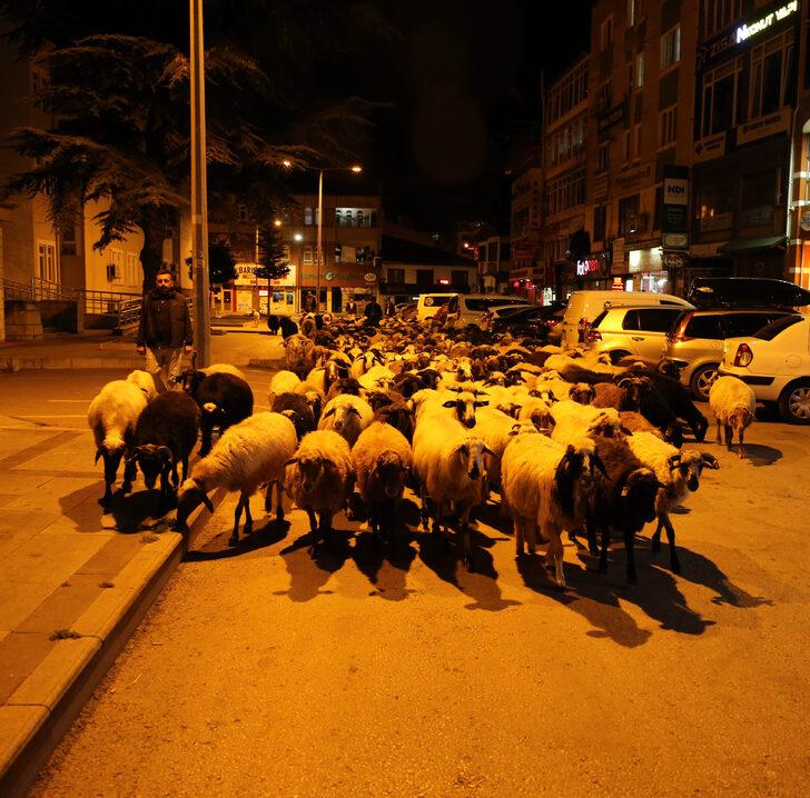 Tokat'ta koyun sürüsünün geçtiği caddede trafik durdu G2