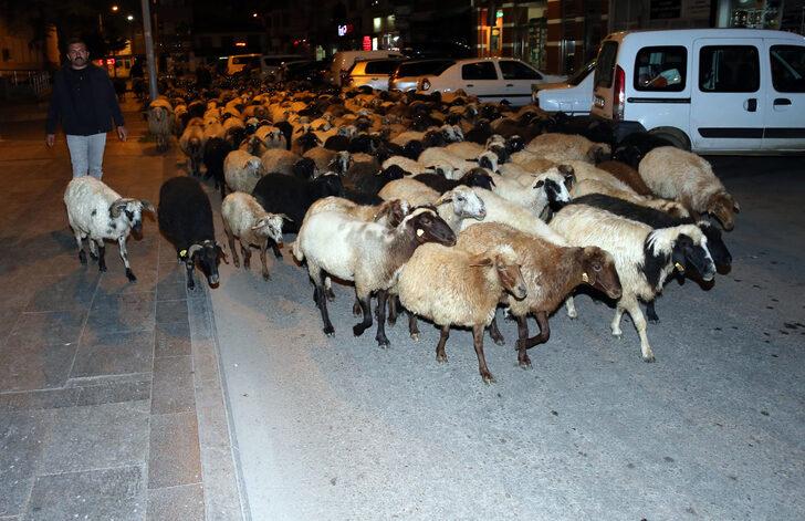 Tokat'ta koyun sürüsünün geçtiği caddede trafik durdu G3