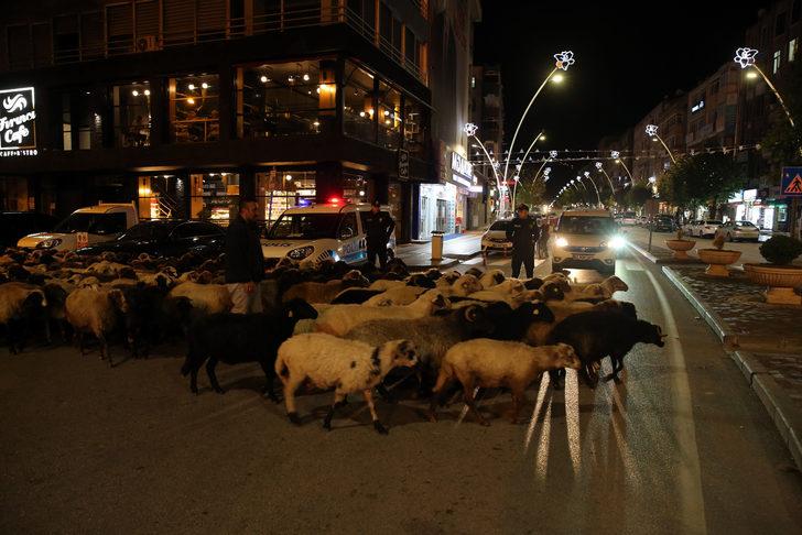 Tokat'ta koyun sürüsünün geçtiği caddede trafik durdu G4