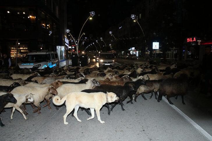 Tokat'ta koyun sürüsünün geçtiği caddede trafik durdu G5