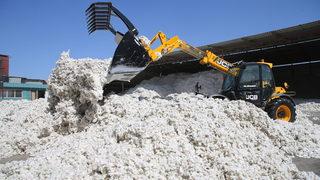 Pamukta 2 milyon 750 bin ton rekolte bekleniyor