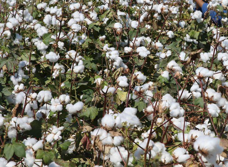 Pamukta 2 milyon 750 bin ton rekolte bekleniyor G2