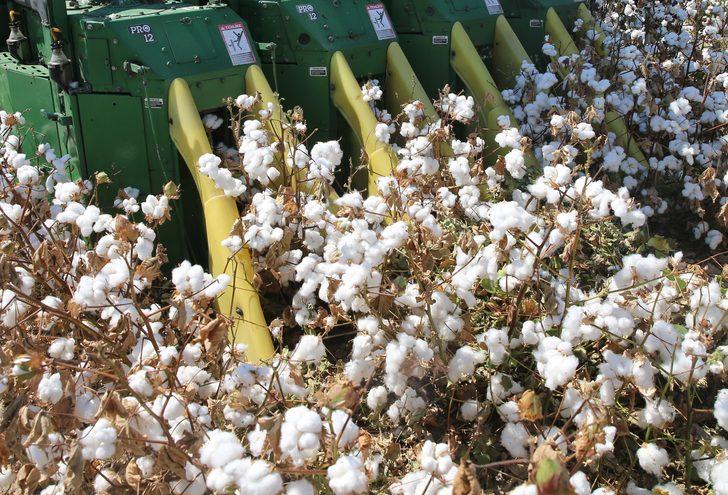 Pamukta 2 milyon 750 bin ton rekolte bekleniyor G3