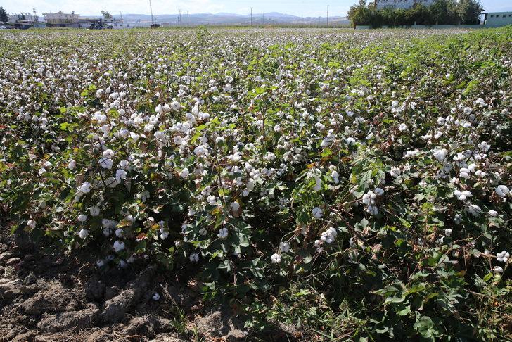 Pamukta 2 milyon 750 bin ton rekolte bekleniyor G4