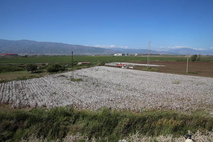 Pamukta 2 milyon 750 bin ton rekolte bekleniyor G5