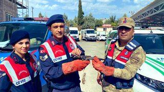 Kilis'te yaralı bulunan atmaca koruma altına alındı