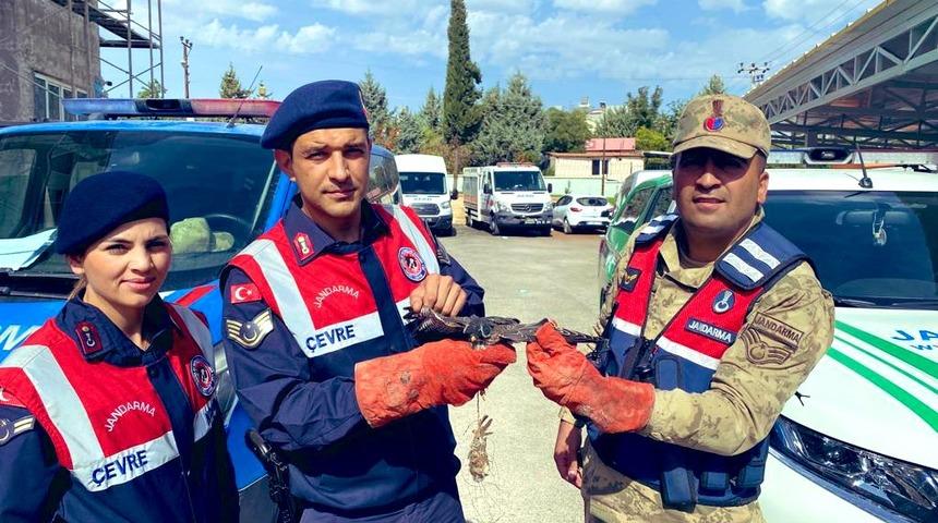 Kilis'te yaralı bulunan atmaca koruma altına alındı