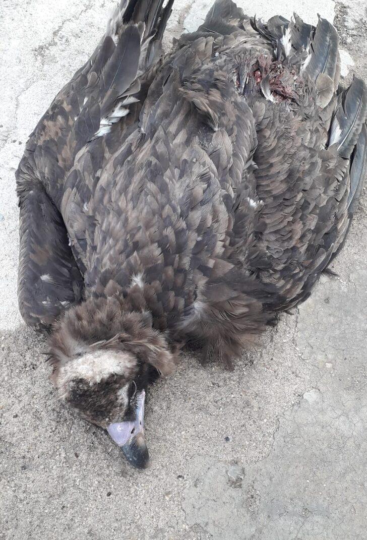 Kırıkkale'de yaralı kara akbaba tedavi altına alındı G2