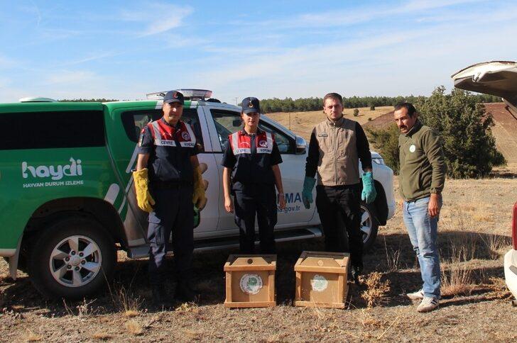Kırıkkale'de yaralı kara akbaba tedavi altına alındı G3